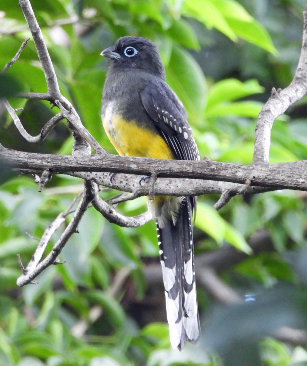 Black-headed Trogon - ML643116348