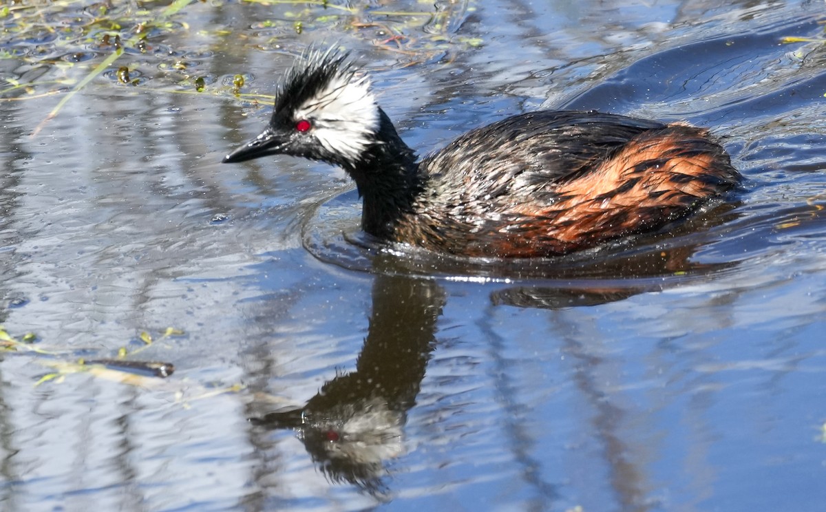 White-tufted Grebe - ML643116361