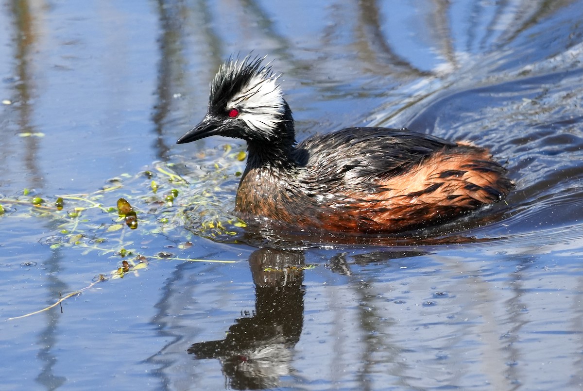 White-tufted Grebe - ML643116362
