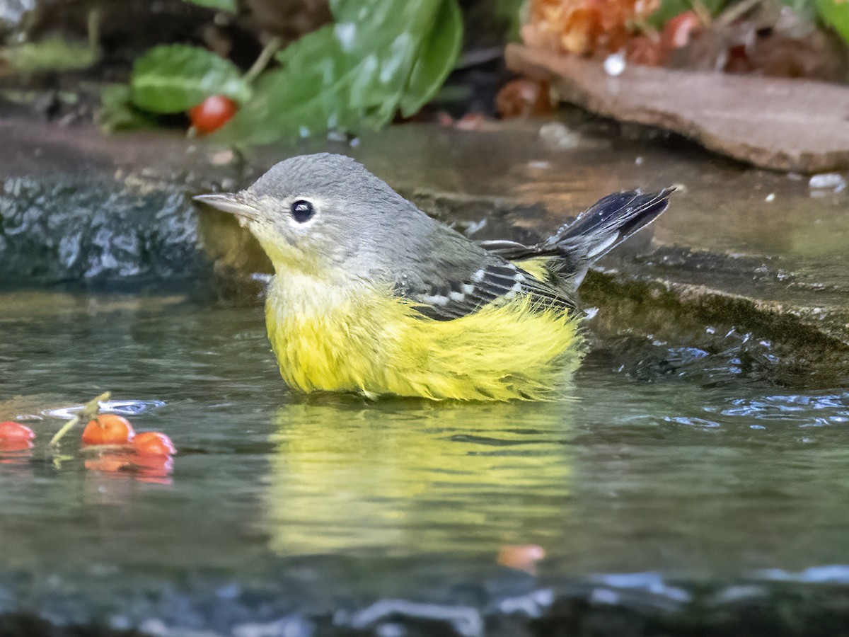 Magnolia Warbler - ML643116389