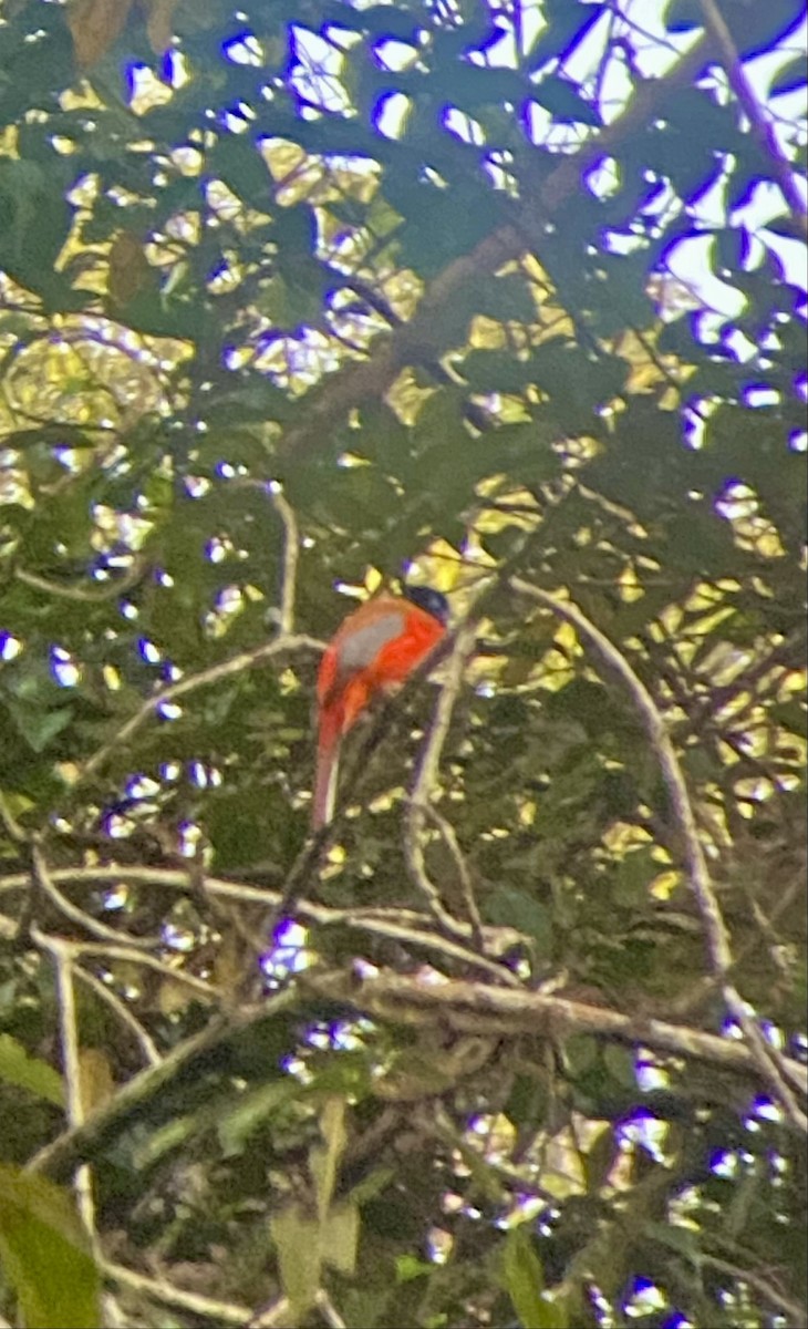 Scarlet-rumped Trogon - ML643116391
