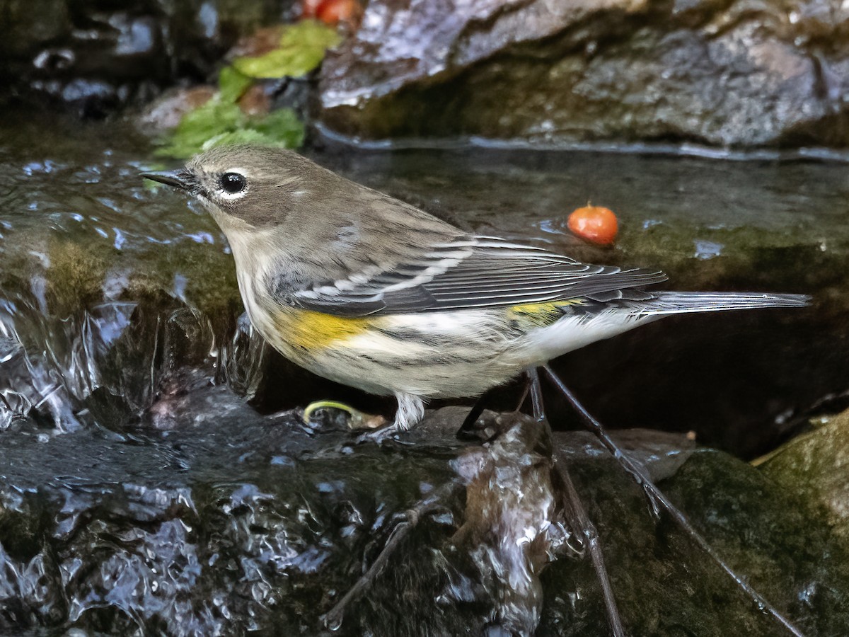 Yellow-rumped Warbler - ML643116398