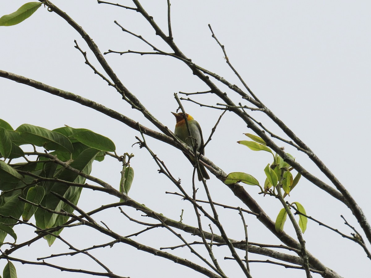 Rufous-headed Tanager - ML643116409