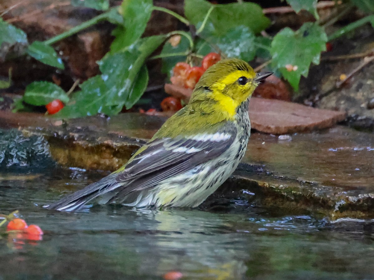 Black-throated Green Warbler - ML643116411