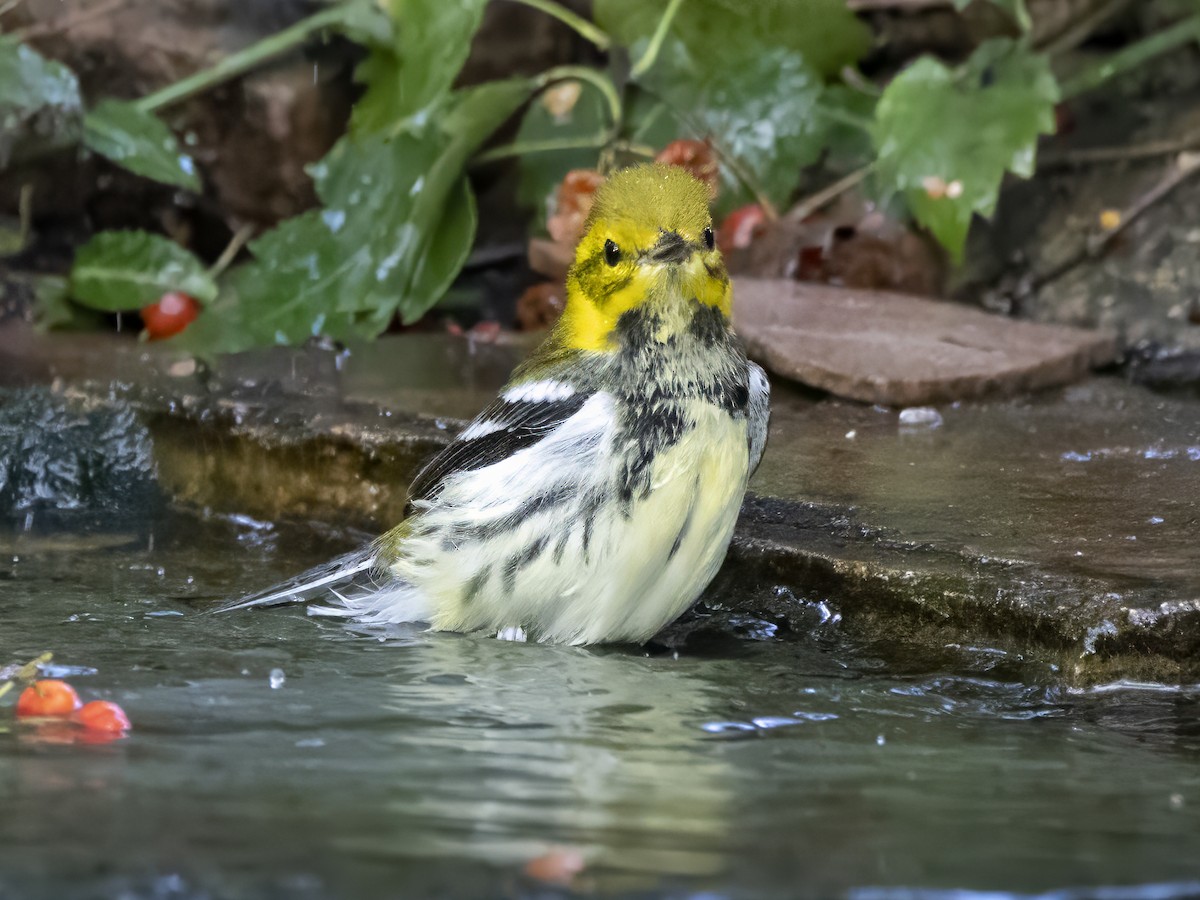 Black-throated Green Warbler - ML643116412
