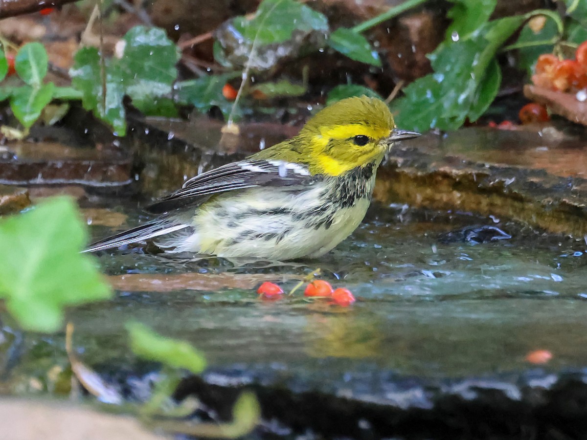 Black-throated Green Warbler - ML643116413