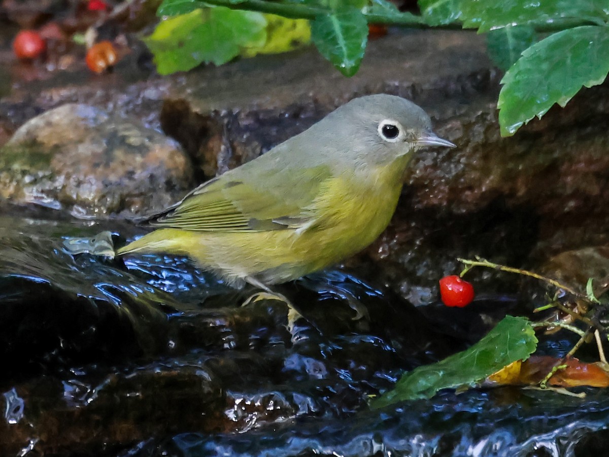Nashville Warbler - ML643116436