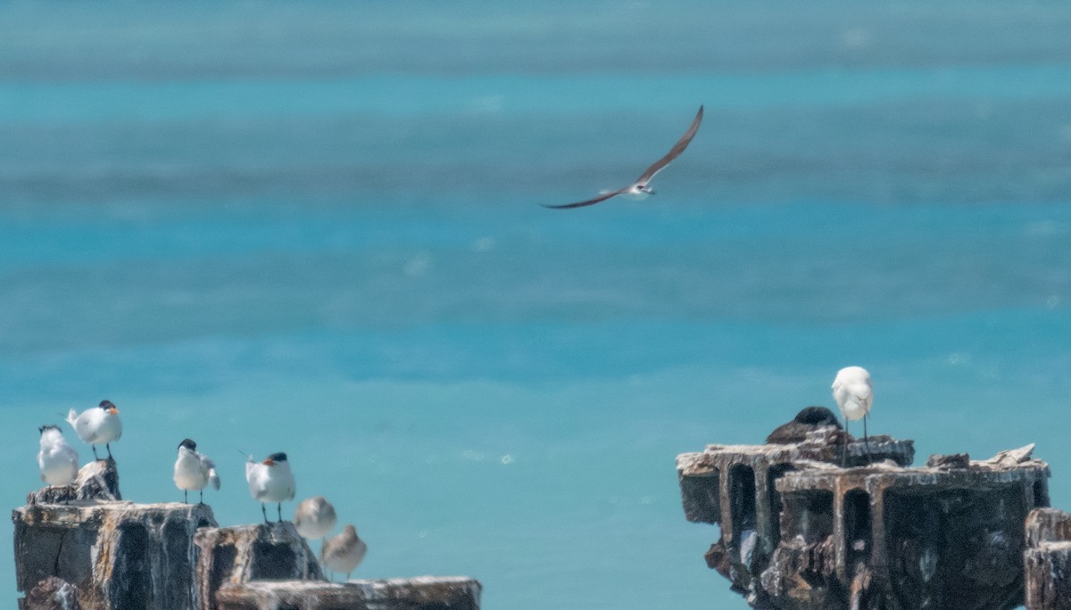 Bridled Tern - ML643116440