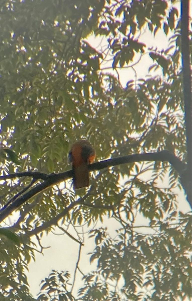 Scarlet-rumped Trogon - ML643116472