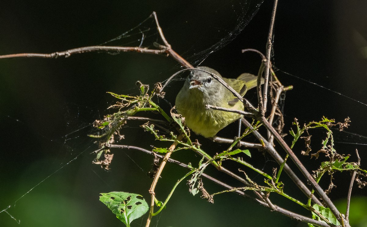 Orange-crowned Warbler - ML643116476