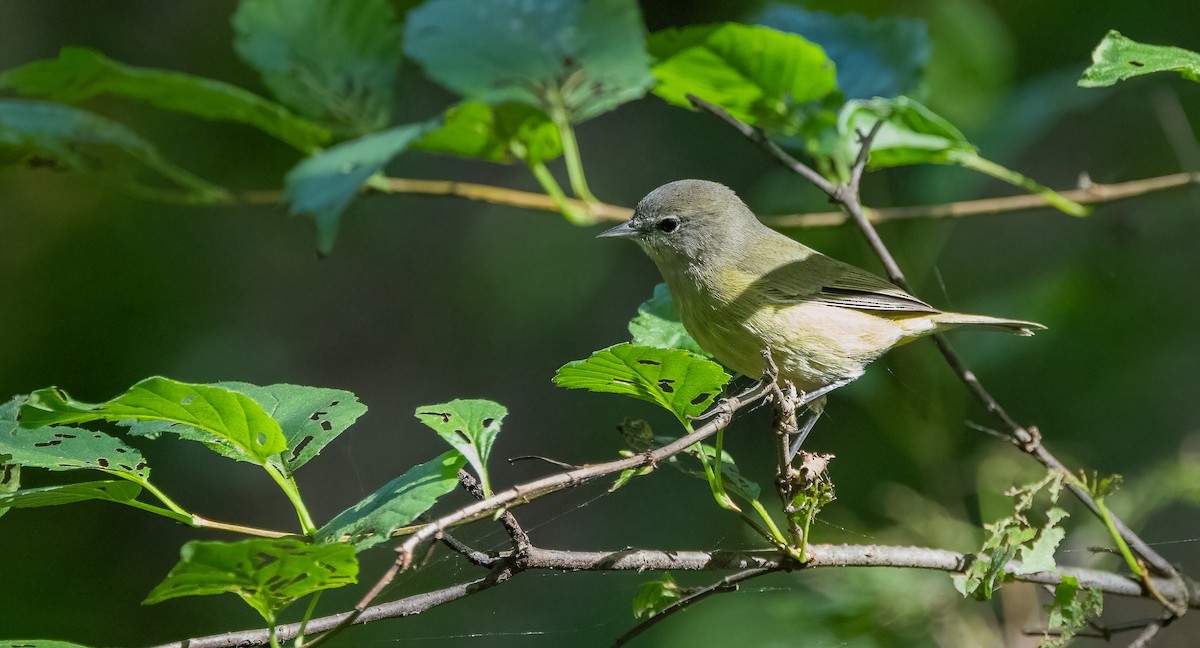 Orange-crowned Warbler - ML643116477