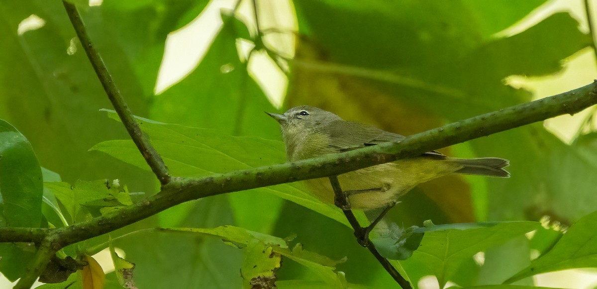 Orange-crowned Warbler - ML643116478