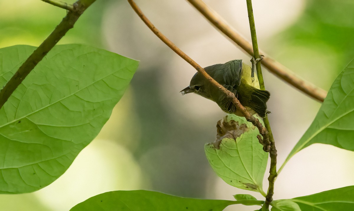 Orange-crowned Warbler - ML643116479