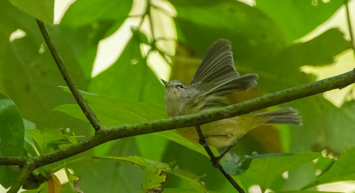 Orange-crowned Warbler - ML643116480