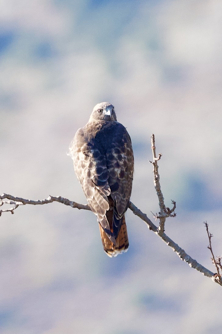 Poiana codarossa - ML643116545