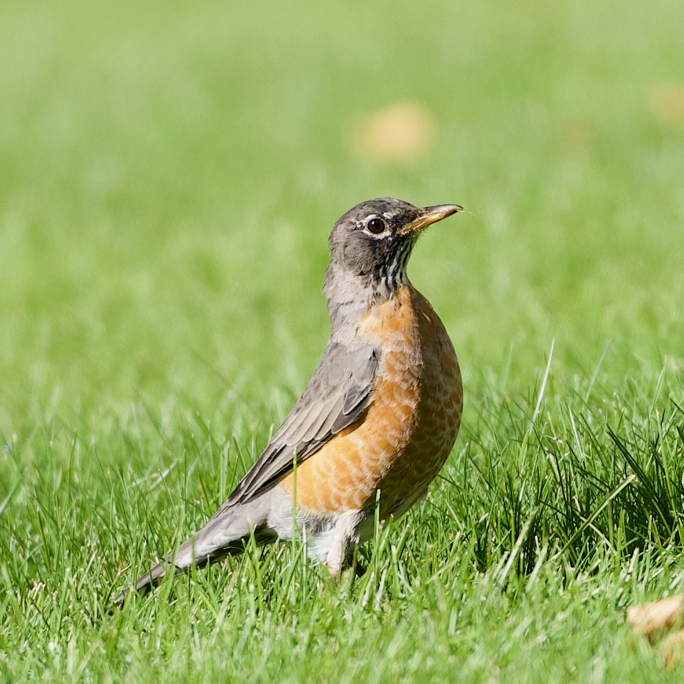 American Robin - ML643116553