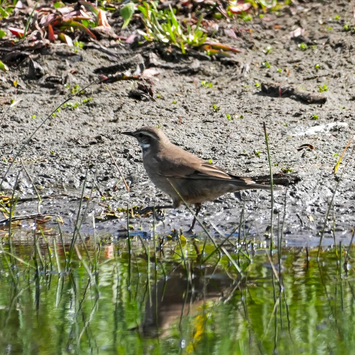 Buff-winged Cinclodes - ML643116555
