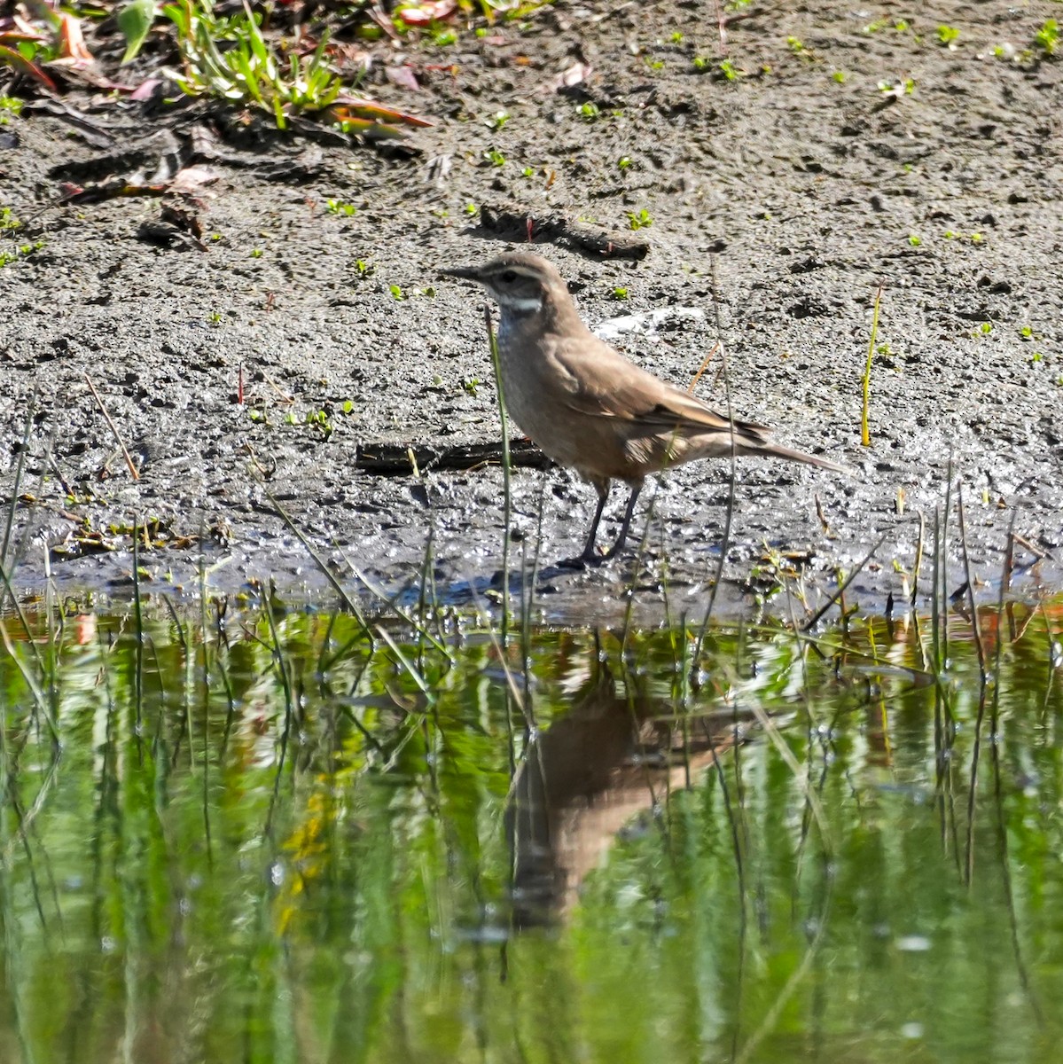 Buff-winged Cinclodes - ML643116556