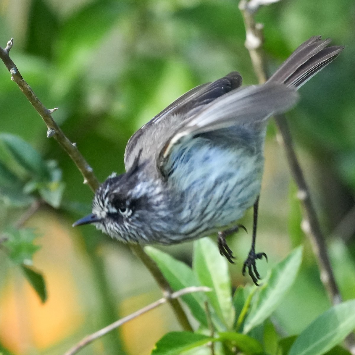 Tufted Tit-Tyrant - ML643116598