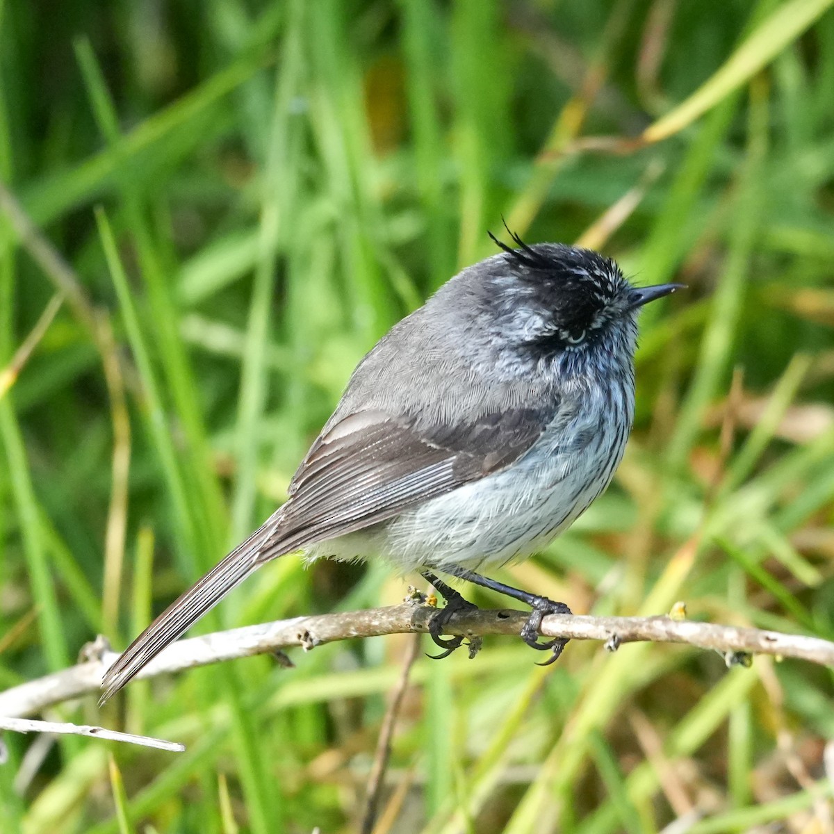Tufted Tit-Tyrant - ML643116599