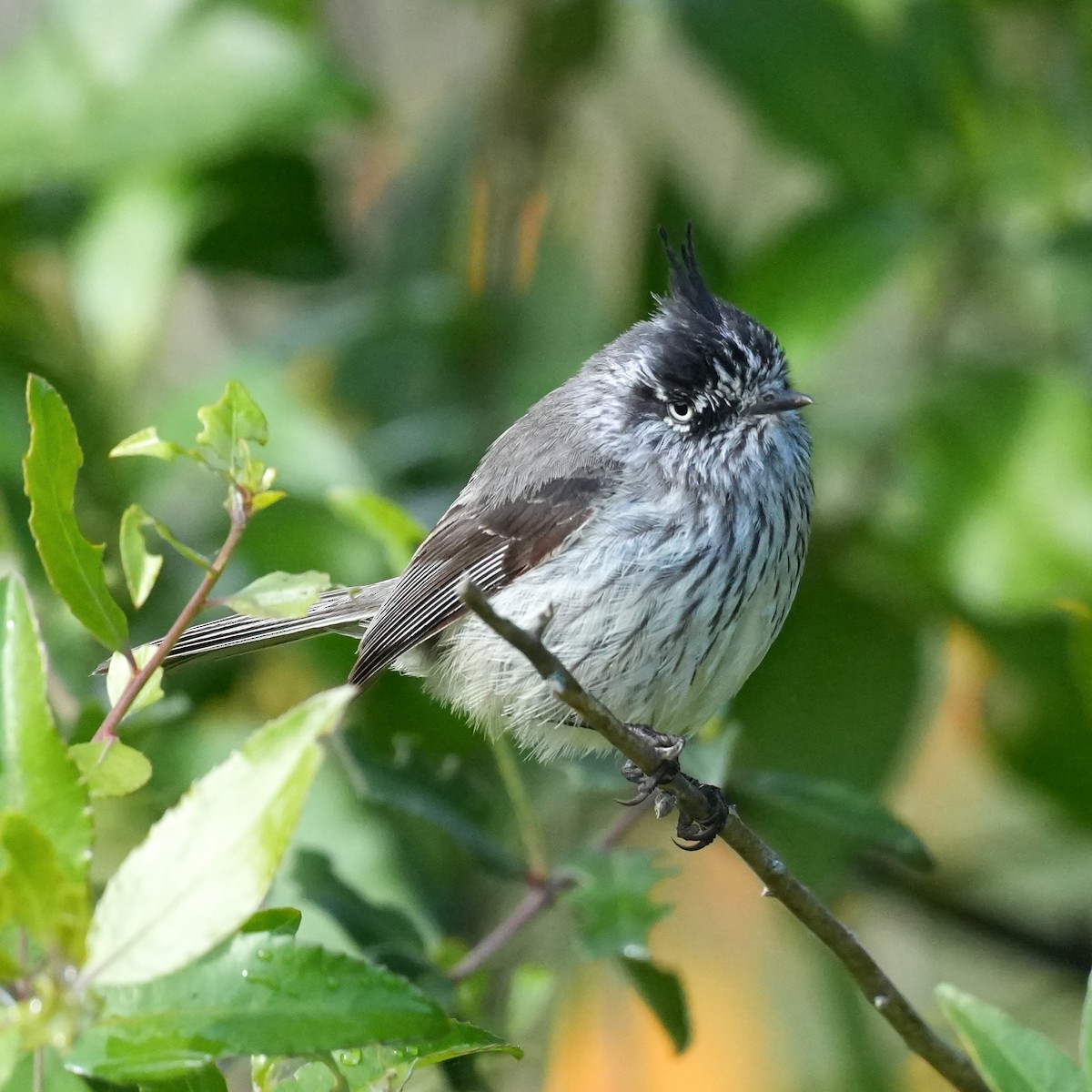Tufted Tit-Tyrant - ML643116601