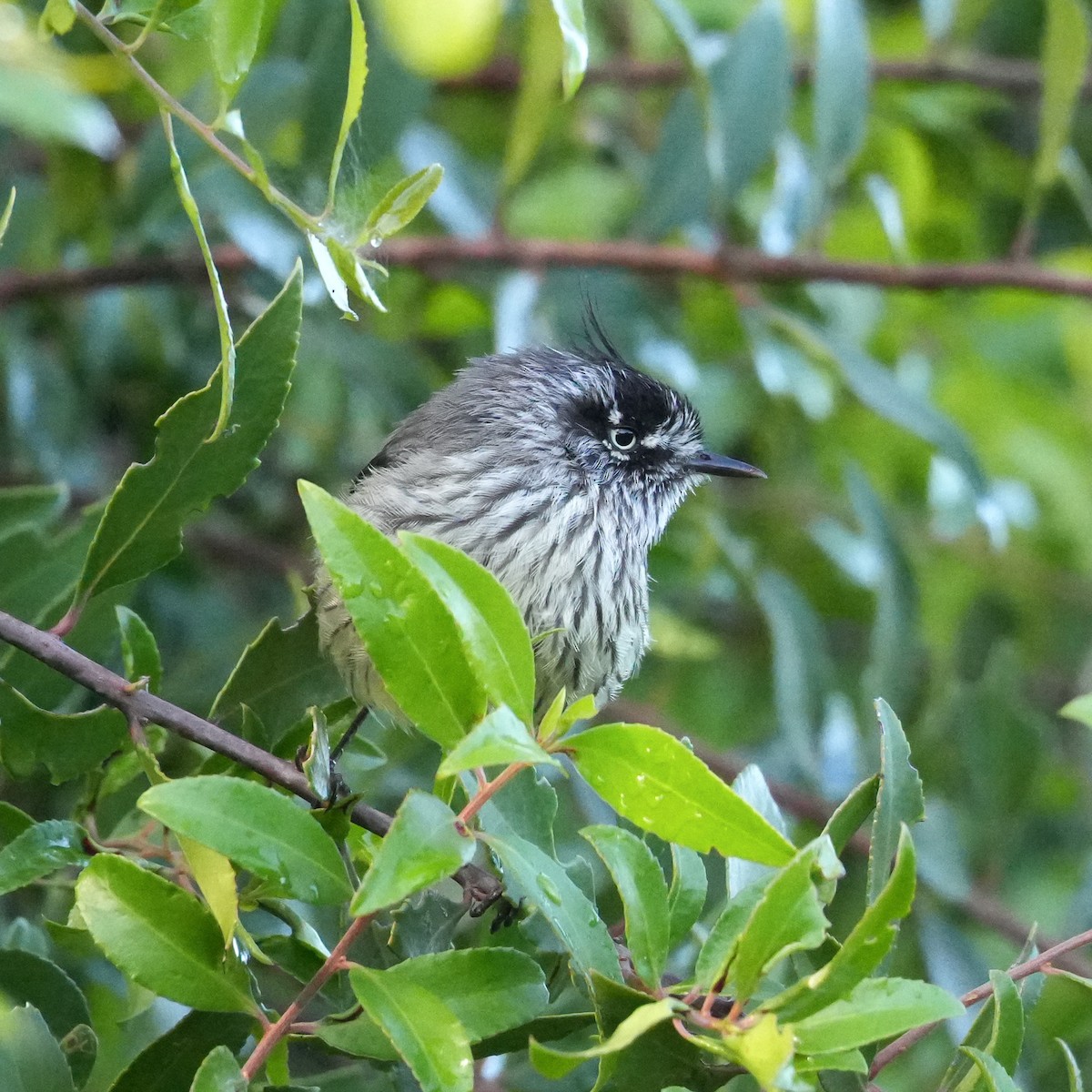 Tufted Tit-Tyrant - ML643116602