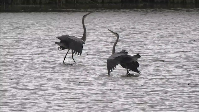 Great Blue Heron - ML643116615