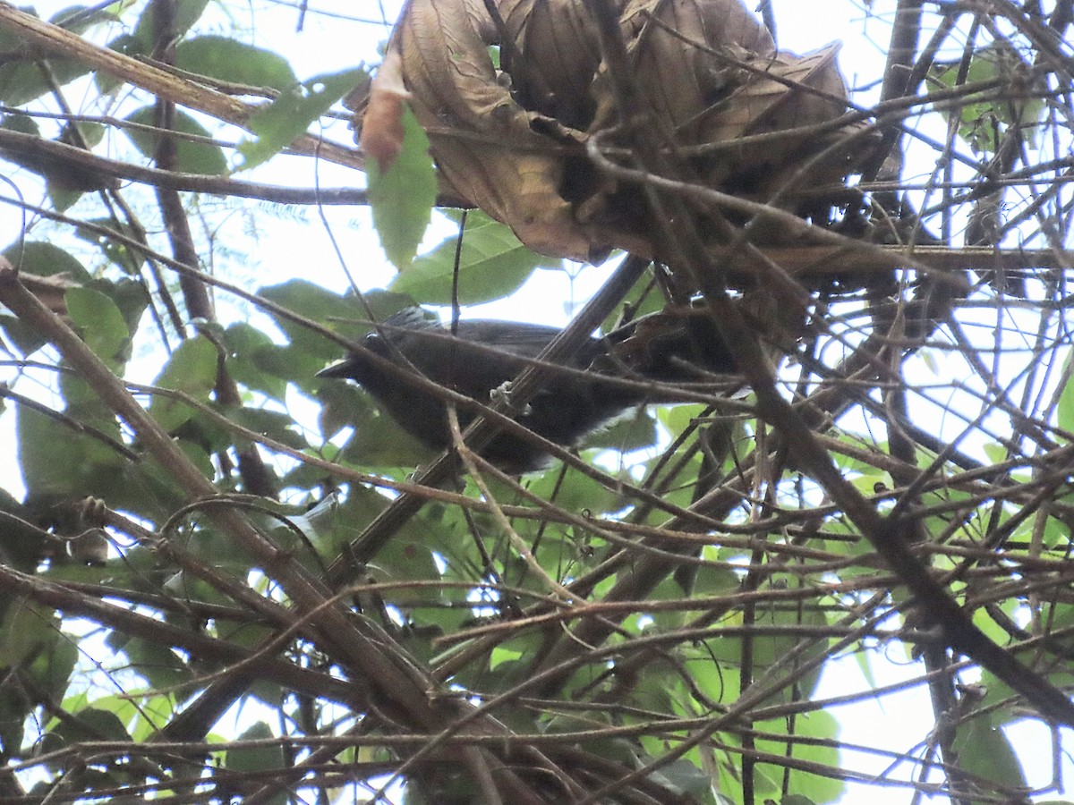 Tufted Antshrike - ML643116619