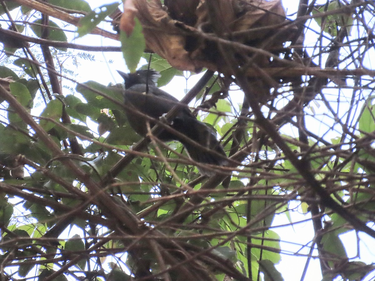 Tufted Antshrike - ML643116620