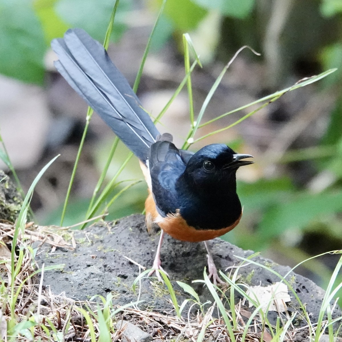 White-rumped Shama (White-rumped) - ML643116622