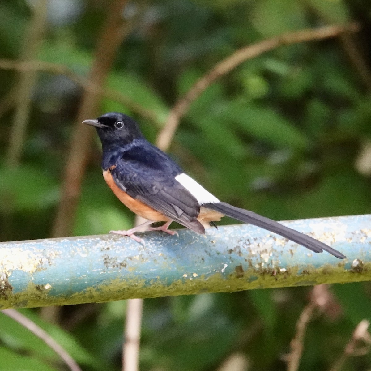 White-rumped Shama (White-rumped) - ML643116623