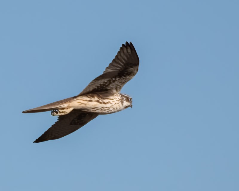 Prairie Falcon - ML643116629