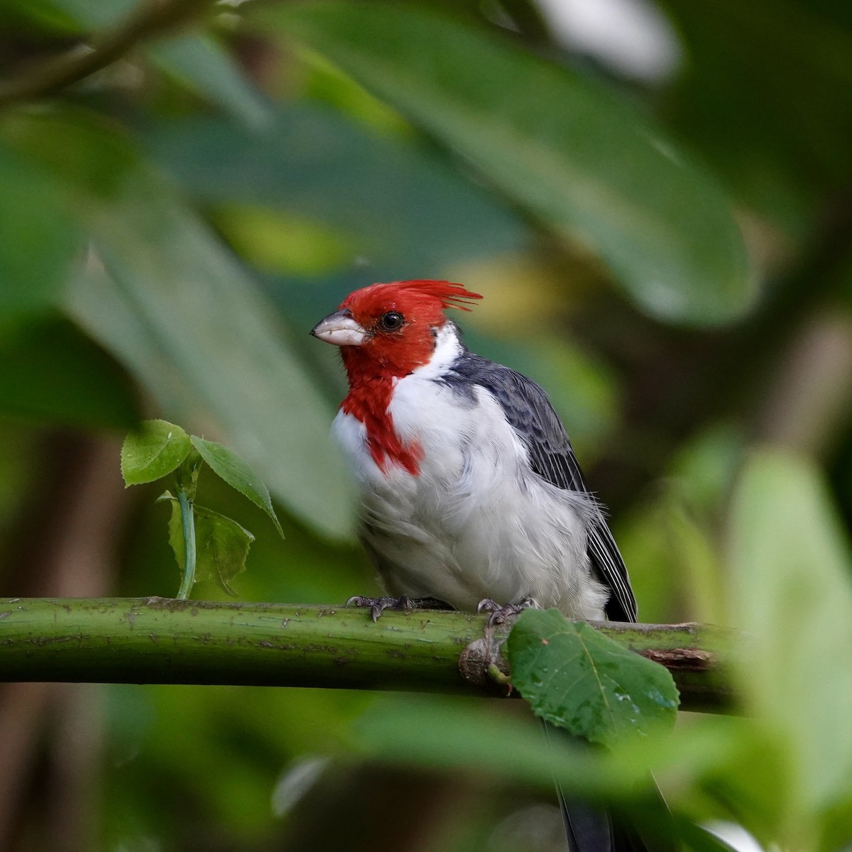Red-crested Cardinal - ML643116632