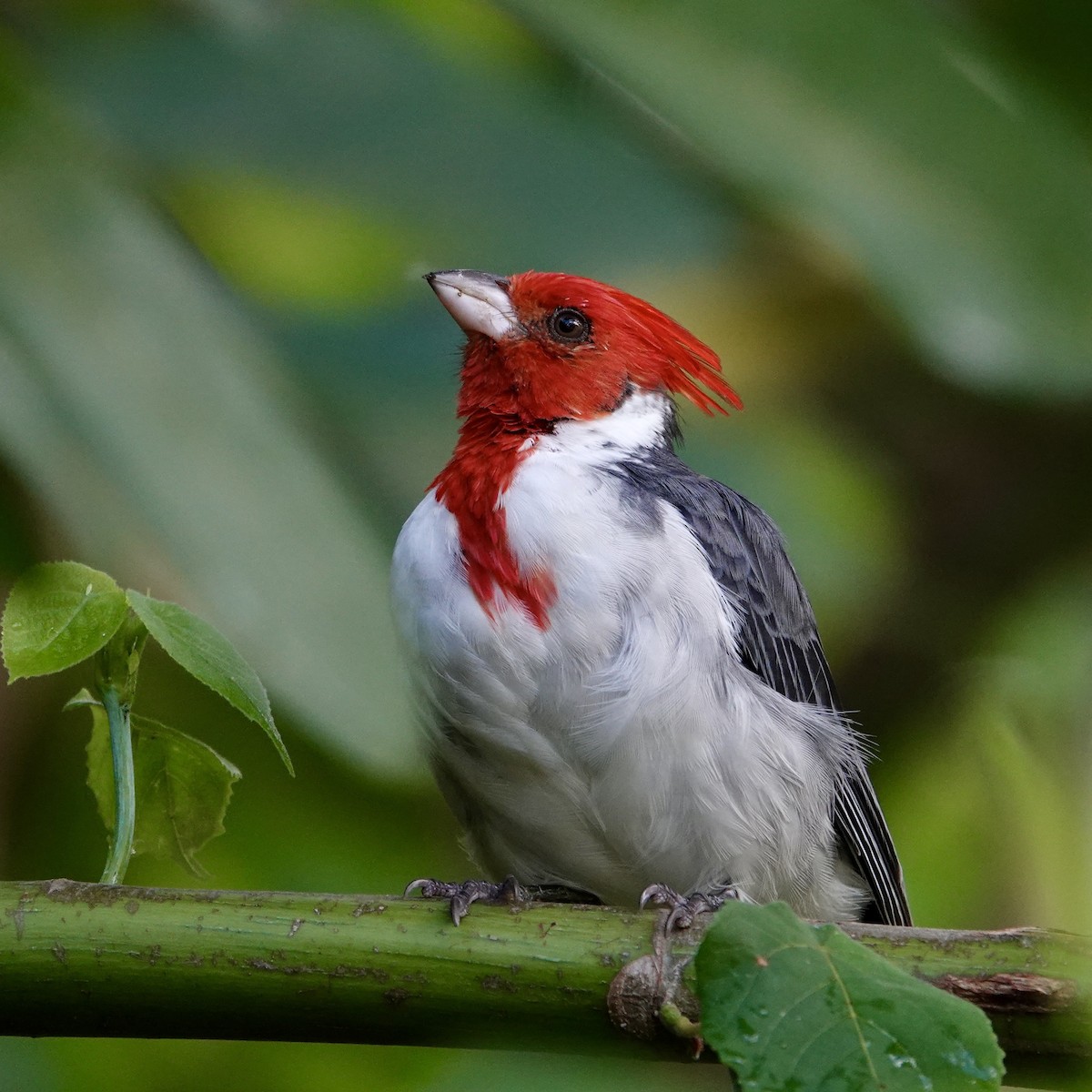 Red-crested Cardinal - ML643116633