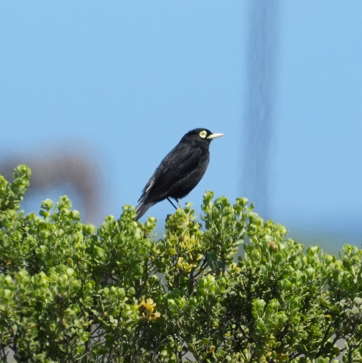 Spectacled Tyrant - ML643116646