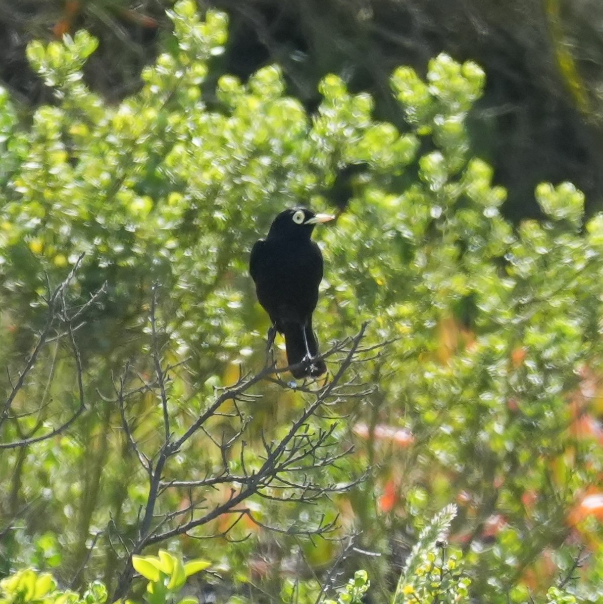 Spectacled Tyrant - ML643116647