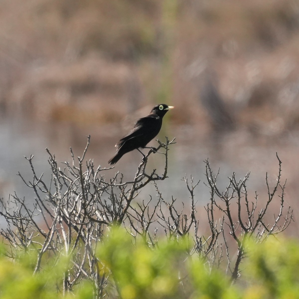 Spectacled Tyrant - ML643116648
