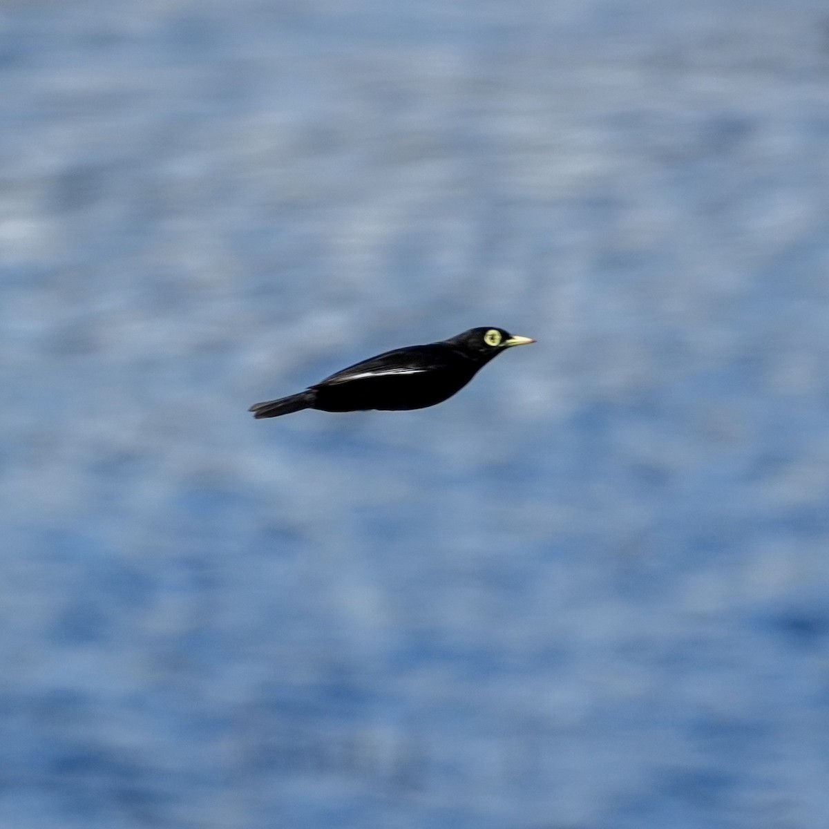 Spectacled Tyrant - ML643116649