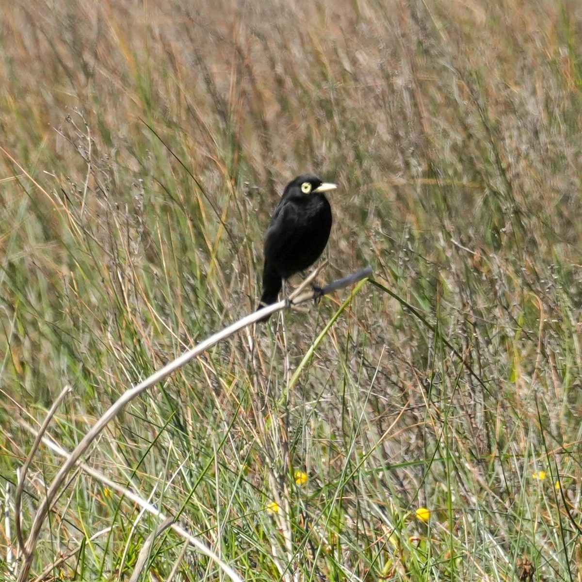 Spectacled Tyrant - ML643116650