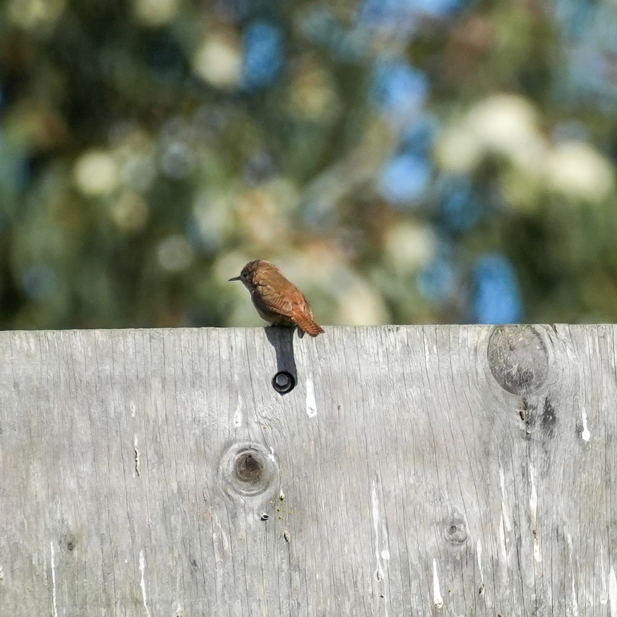 Southern House Wren - ML643116696