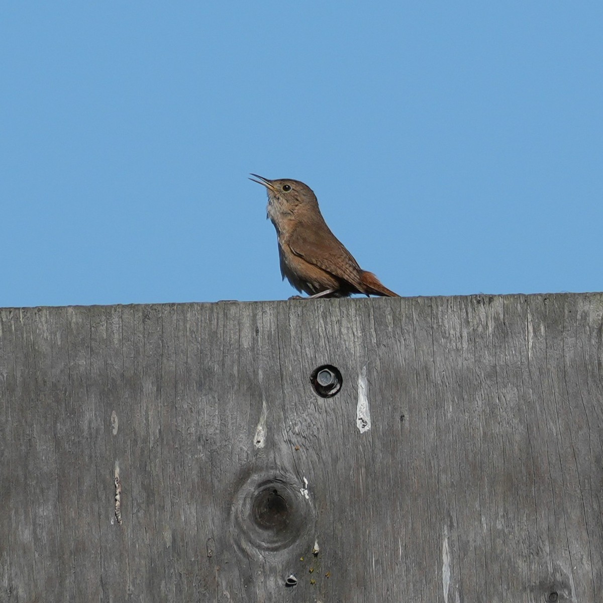 Southern House Wren - ML643116698