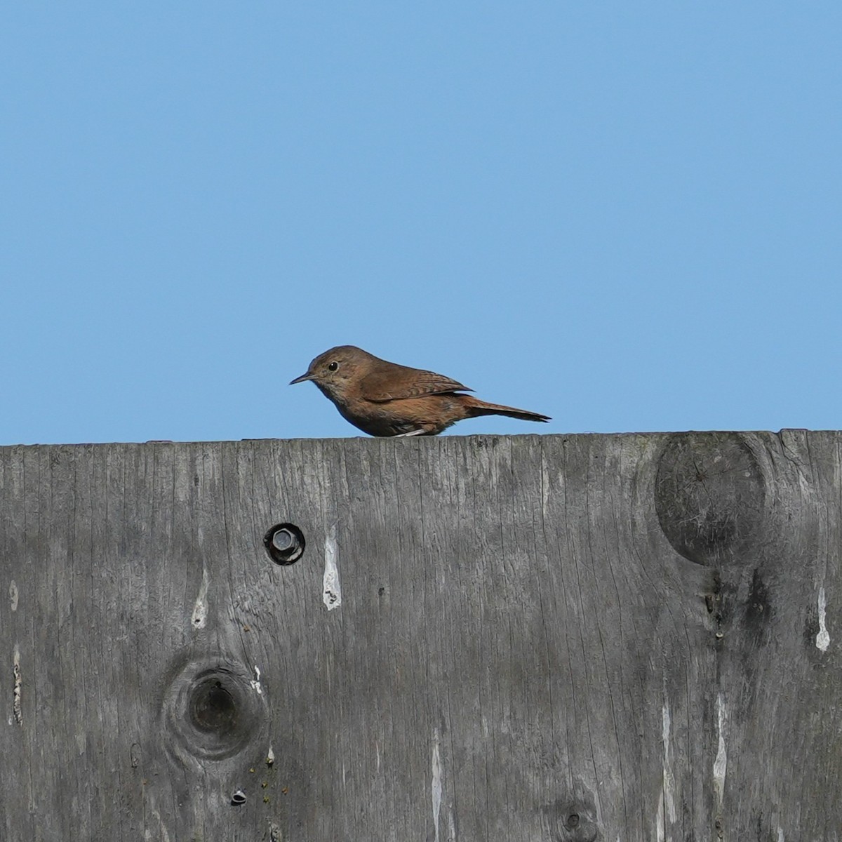 Southern House Wren - ML643116699
