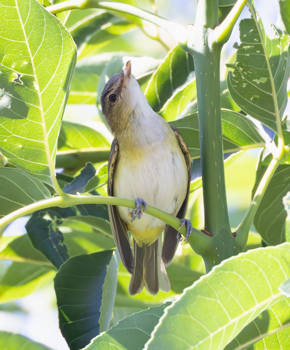 Yellow-green Vireo - ML643116702