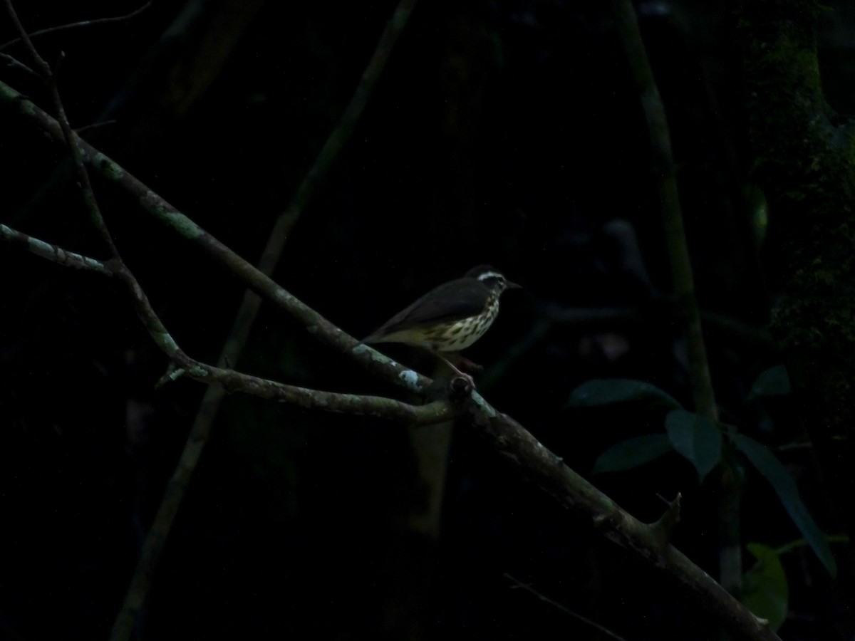 Louisiana Waterthrush - ML643116703