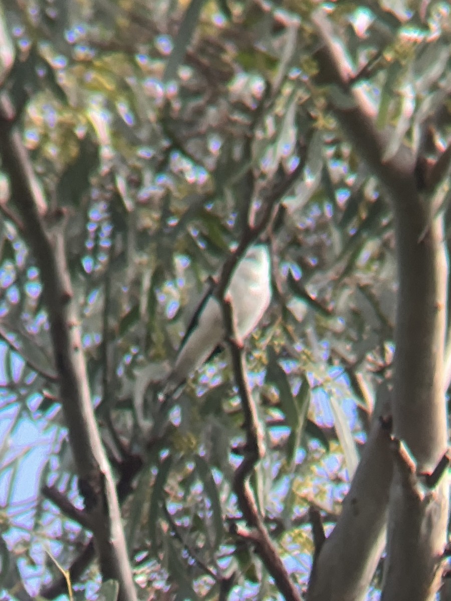 White-winged Triller - ML643116704