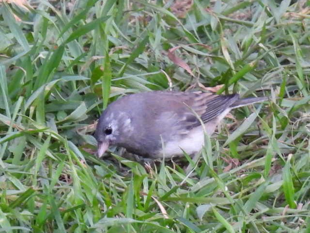 Dark-eyed Junco - ML643116719
