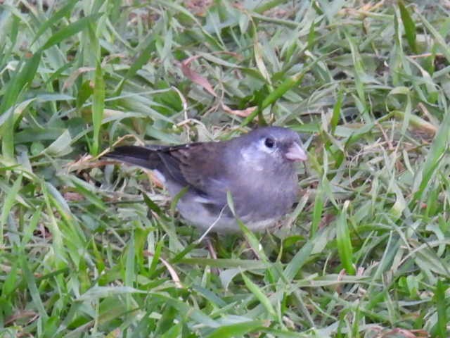 Dark-eyed Junco - ML643116720