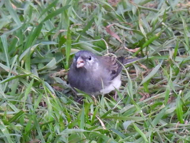 Dark-eyed Junco - ML643116721