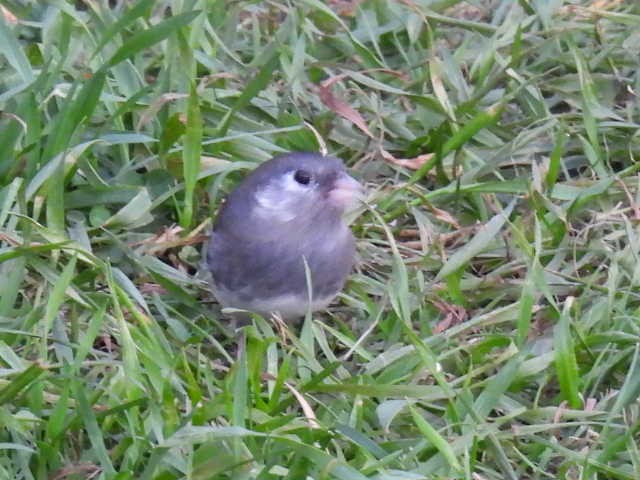 Dark-eyed Junco - ML643116722