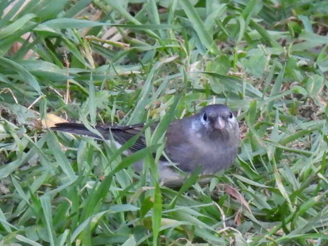 Dark-eyed Junco - ML643116723